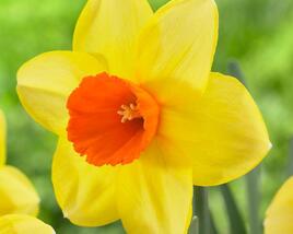 Narcis velkokorunný 'Red Devon'