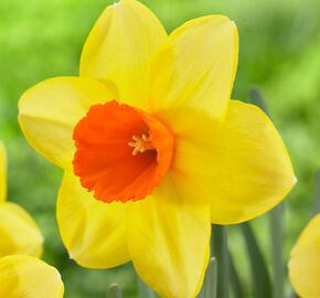 Narcis velkokorunný 'Red Devon' - Narcissus Large Cupped 'Red Devon'