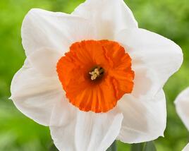 Narcis velkokorunný 'Professor Einstein'