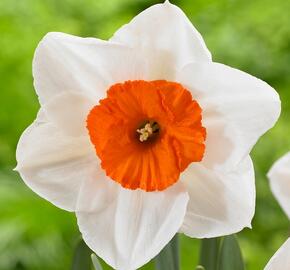 Narcis velkokorunný 'Professor Einstein' - Narcissus Large Cupped 'Professor Einstein'