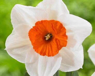 Narcis velkokorunný 'Professor Einstein'