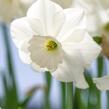 Narcis velkokorunný 'Stainless' - Narcissus Large Cupped 'Stainless'