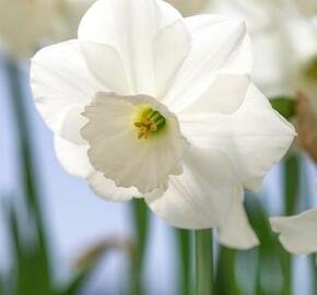 Narcis velkokorunný 'Stainless' - Narcissus Large Cupped 'Stainless'