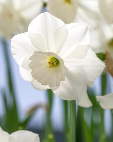 Narcis velkokorunný 'Stainless' - Narcissus Large Cupped 'Stainless'