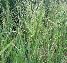 Proso prutnaté 'Warrior' - Panicum virgatum 'Warrior'