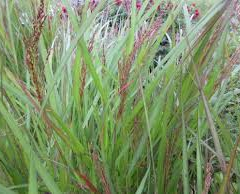 Proso prutnaté 'Warrior' - Panicum virgatum 'Warrior'