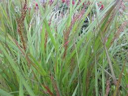 Proso prutnaté 'Warrior'