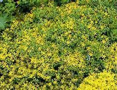 Rozchodník 'Goldilocks' - Sedum selskianum 'Goldilocks'