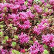 Rozchodník pochybný 'Coccineum' - Sedum spurium 'Coccineum'