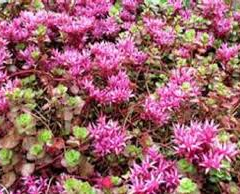 Rozchodník pochybný 'Coccineum' - Sedum spurium 'Coccineum'