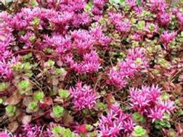 Rozchodník pochybný 'Coccineum' - Sedum spurium 'Coccineum'