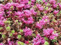 Rozchodník pochybný 'Coccineum' - Sedum spurium 'Coccineum'