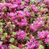 rozchodnik-pochybny-coccineum.png