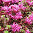 Rozchodník pochybný 'Coccineum' - Sedum spurium 'Coccineum'