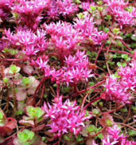 Rozchodník pochybný 'Coccineum' - Sedum spurium 'Coccineum'
