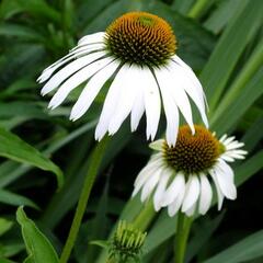 Třapatkovka nachová 'Happy Star' - Echinacea purpurea 'Happy Star'