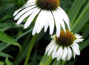 Třapatkovka nachová 'Happy Star' - Echinacea purpurea 'Happy Star'