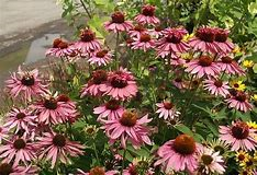 Třapatkovka nachová 'Doppeldecker' - Echinacea purpurea 'Doppeldecker'