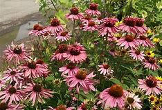 Třapatkovka nachová 'Doppeldecker' - Echinacea purpurea 'Doppeldecker'
