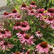 Třapatkovka nachová 'Doppeldecker' - Echinacea purpurea 'Doppeldecker'