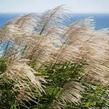 Ozdobnice čínská 'Gracillimus' - Miscanthus sinensis 'Gracillimus'