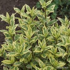 Japonská astra 'Shogun'