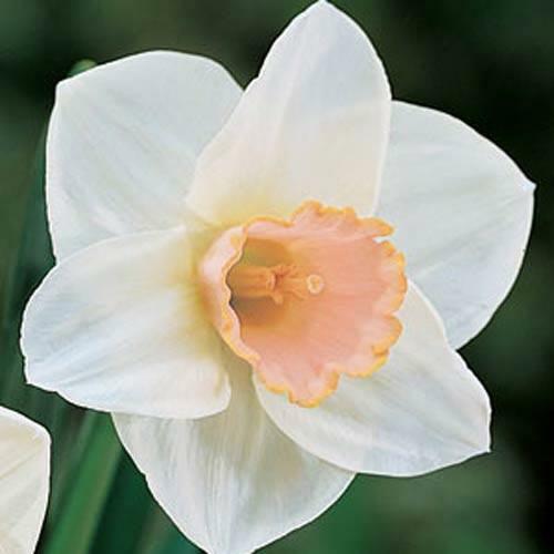 Narcis velkokorunný 'Salome' - Narcissus Large Cupped 'Salomé'