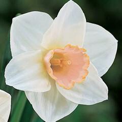 Narcis velkokorunný 'Salome' - Narcissus Large Cupped 'Salomé'