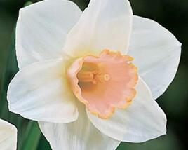 Narcis velkokorunný 'Salome'