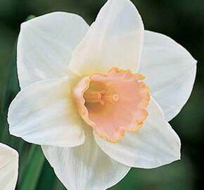 Narcis velkokorunný 'Salome' - Narcissus Large Cupped 'Salomé'