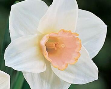 Narcis velkokorunný 'Salome'