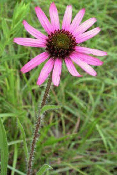 Třapatkovka tennessee - Echinacea tennesseensis