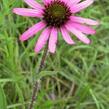 Třapatkovka tennessee - Echinacea tennesseensis