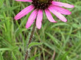 Třapatovka tennessijská - Echinacea tennesseensis