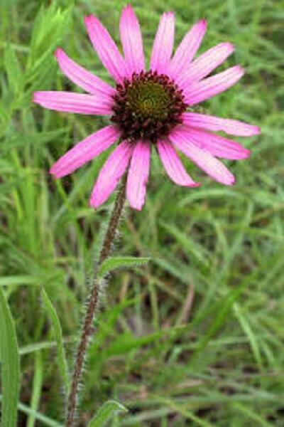 Třapatovka tennessijská - Echinacea tennesseensis