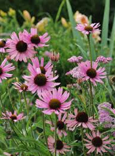 Třapatkovka tennessee - Echinacea tennesseensis