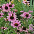 Třapatkovka tennessee - Echinacea tennesseensis