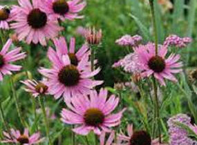 Třapatovka tennessijská - Echinacea tennesseensis