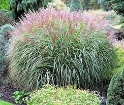 Ozdobnice čínská 'Krater' - Miscanthus sinensis 'Krater'