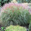 Ozdobnice čínská 'Krater' - Miscanthus sinensis 'Krater'