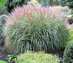 Ozdobnice čínská 'Krater' - Miscanthus sinensis 'Krater'