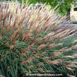 Ozdobnice čínská 'Krater' - Miscanthus sinensis 'Krater'