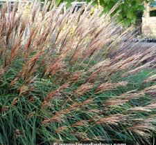 Ozdobnice čínská 'Krater' - Miscanthus sinensis 'Krater'