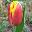 Tulipán Triumph 'Charade' - Tulipa Triumph 'Charade'