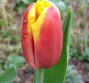 Tulipán Triumph 'Charade' - Tulipa Triumph 'Charade'