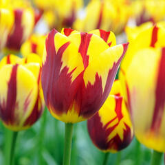Tulipán Triumph 'Holland Queen'® - Tulipa Triumph 'Holland Queen'®