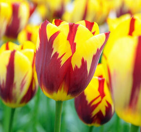 Tulipán Triumph 'Holland Queen'® - Tulipa Triumph 'Holland Queen'®