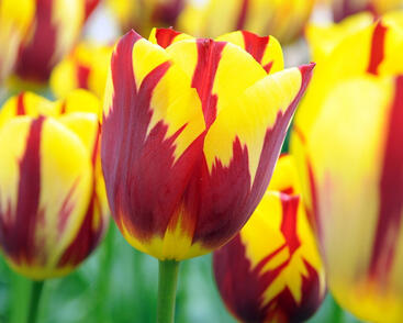 Tulipán Triumph 'Holland Queen'®