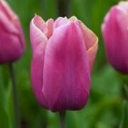 Tulipán Triumph 'Holland Beauty'®