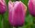 Tulipán Triumph 'Holland Beauty'®